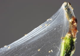 Taką Pajęczynę tworzą przędziorki, gdy bardzo się rozmnożą (na zdjęciu w powiększeniu).