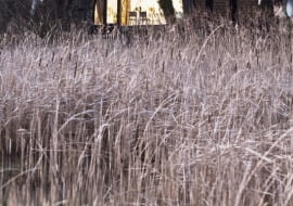 niemcy, dom, drewno, elewacja