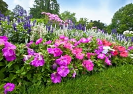 Ogród kwiatowy pełen kolorowych azali