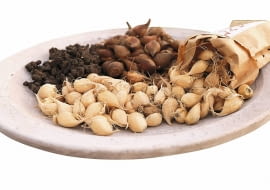 bollen planten in tuin SLOWA KLUCZOWE: Planting flower bulbs 2013 Planting flower bulbs Bloembollen planten ZDJĘCIE DO WKŁADKI: Dry Bulbs & Springflowering bulbs