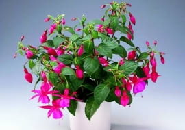 Co zrobić, by fuksja odżyła po zimie?