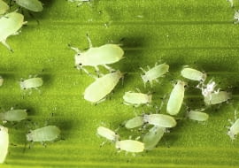 Mszyce. Szkodniki roślin doniczkowych