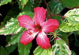 KETMIA , ROZA CHINSKA ( HIBISCUS ROSA SINENSIS ) ' COOPERII ' - ROSLINA DONICZKOWA , KWIATY FOT. WIESLAW GAWRYS PUBLIKACJA KWIETNIK NR 11 (191) - 11 2010 SLOWA KLUCZOWE: ROSLINA KWIAT ZDJĘCIE DO WKŁADKI: PUBLIKACJA KWIETNIK NR 11 (191) - CZASOPISMA