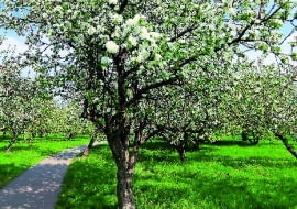 Gałązki rajskich jabłonek gęsto obsypane drobnymi owocami robią naprawdę duże wrażenie...