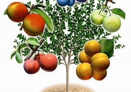 SZCZEPIENIE UPRAWA DRZEW OWOCOWYCH DRZEWKO SZCZEPIONE DRZEWO OWOCOWE PIEC ODMIAN NA JEDNYM PNIU WIELOOWOCOWE MORELA ODMIANA EARLY ORANGE BRZOSKWINIA ODMIANA HARNAS SLIWA PRUNUS ODMIANA RENKLODA ULENA WEGIERKA DABROWICKA SLIWA JAPONSKA ODMIANA SANTA ROSA RYS. WAWRZYNIEC SWIECICKI PUBLIKACJA KWIETNIK NR 8 (104) - 8.2003 DO JEDNORAZOWEGO WYKORZYSTANIA SLOWA KLUCZOWE: GRAFIKA DRZEWA OGRODNICTWO ROSLINY