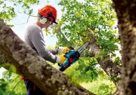 przycinanie drzew,ogród,drzewa,w ogrodzie,cięcie drzew