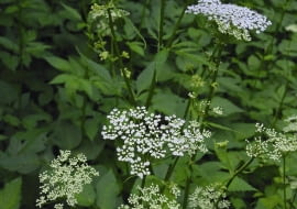 Podagrycznik rozrasta się szybko i szeroko dzięki podziemnym rozłogom.