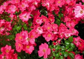 róża okrywowa 'stand rome'