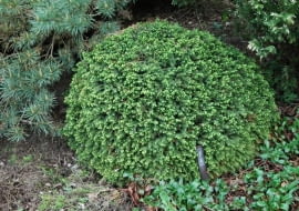 Świerk pospolity 'Little Gem'