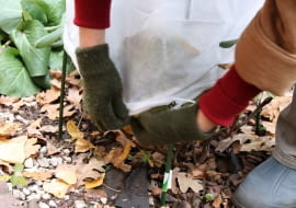 Zimowe zabezpieczanie roślin