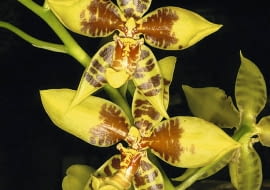 Rossioglossum schlieperianum tworzy wiele kwiatów.