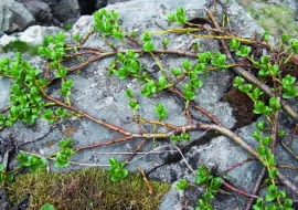 Wierzba alpejska rozwija liście, gdy stopnieje śnieg.