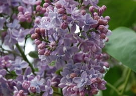 Bez lilak Prof. Hoser. Krzewy ozdobne