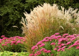 Jesienią kwiatostany miskantów wyglądają jak delikatne srebrzyste piórka. Długo opierają się niszczycielskiej sile wiatru.