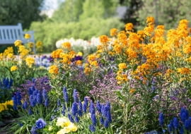 Lak pospolity (Erysimum cheiri)