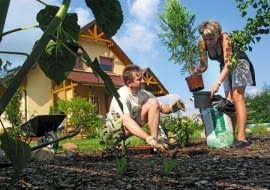 sadzenie drzew, sadzenie roślin
