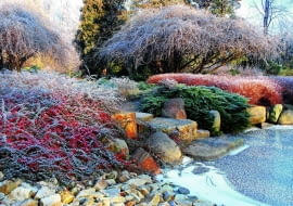 ZIMA , OGROD , RABATA - OSZRONIONE KRZEWY IRGI , JALOWCA , TAWULY JAPONSKIEJ ORAZ GLICYNIA KWIECISTAFOT. LILIANNA SOKOLOWSKAPUBLIKACJA OGRODY NR 1 (141) - 1 2011PUBLIKACJA LADNY DOM NR 12 (194) - 12 2014