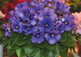 LIŚCIE FIOŁKÓW afrykańskich powinny być ciemnozielone z wierzchu. Zmiana barwy świadczy o błędach w uprawie.