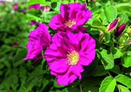 Dla takich pachnących kwiatów warto pielęgnować nawet stare okazy róży pomarszczonej.