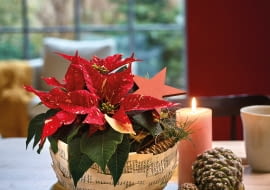 Własnoręcznie wykonane misy z poinsecjami