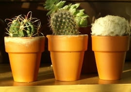 Ziemia w ceramicznych doniczkach łatwo przesycha, co służy kaktusom.