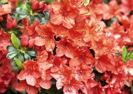 12.05.2009 PISARZOWICE SZKOLKA KRZEWOW OZDOBNYCH - EUGENIUSZ PUDELEK N/Z AZALIA JAPONSKA " GEISCHA " FOT. MICHAL MUTOR / AGENCJA GAZETA