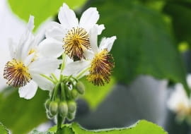 Kwiat lipki pokojowej ( Sparmannia africana )