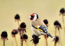 Szczygieł chętnie skubie suche kwiatostany jeżówek i ostów.