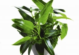 Plamy chorobowe na liściach filodendrona są rozmyte i mają brunatno -żółtą barwę.