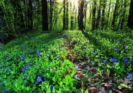 Leśny dywan z barwinka zdobi delikatny deseń błękitnych kwiatków.