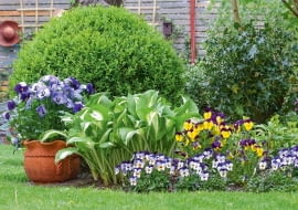 Zimozielone rośliny, jak bukszpan i ostrokrzew, tworzą piękne tło.