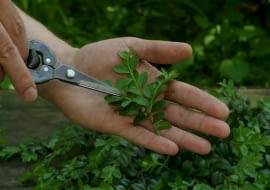 11.05.2004 WARSZAWA OGROD PRYWATNY SESJA FOTOGRAFICZNA DLA PISMA KWIETNIK PRZYGOTOWANIE SADZONEK PEDOWYCH BUKSZPAN BUXUS KRZEW LISCIASTY ZIMOZIELONY POMYSL I ARANZACJA PIOTR SYGA ETAPY ROZMNAZANIE WEGETATYWNE SADZONKOWANIE SADZONKI PEDOWE WODA KONEWKA PODLEWANIE FOT. PAWEL SLOMCZYNSKI / AGENCJA GAZETA SLOWA KLUCZOWE: ROSLINY OGRODNICTWO