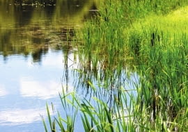 Szuwary już pracują , kolejny etap to obsadzenia ozdobne