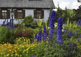 Ostróżki, dziewanny i malwy świetnie wpisują się w pejzaż XIX-wiecznego dworku Łukowiska.
