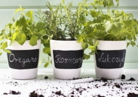 Zioła w doniczkach