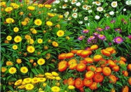 KOCANKA OGRODOWA NIESMIERTELNIK HELICHRYSUM BRACTEATUM SERIA SUNDAZE ROSLINA JEDNOROCZNA BALKONOWA NA SUCHY BUKIET FOT. SERWIS PRASOWY FIRMA PLANTPOL ZABORZE PUBLIKACJA KWIETNIK NR 6 (102) - 6.2003