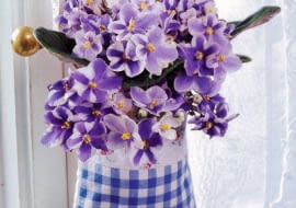 Verschenkidee - Usambaraveilchen in Karotasche ('Chimera') SLOWA KLUCZOWE: Blume Blumen BlA?te BlA?ten Deco Deko Dekoration Fenster Florales Geschenk Geschenke Geschenkidee HobbygÄ'rtner Idee Karo Mitbringsel Niemand Saintpaulia Tasche Usambara Usambaraveilchen blau floral hA!ngen kariert Hochformat