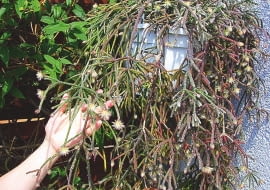 RYPSALIS warto zawiesić latem na półcienistym balkonie.