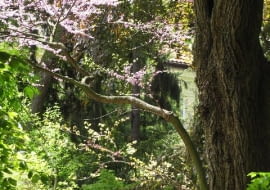 14.05.2008 WARSZAWA OGROD BOTANICZNY PAN AL UJAZDOWSKIE DLA CZASOPISMA OGRODY FOT. ARKADIUSZ SCICHOCKI / AGENCJA GAZETA