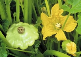 Złociste kwiaty patisonów również są jadalne