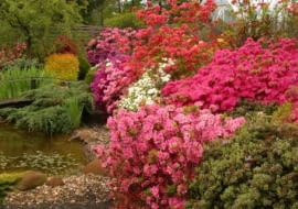 24.05.2004 PIASECZNO SZKOLKA ROSLIN OZDOBNYCH KRZEWY LISCIASTE KWIATY WIOSNA AZALIA RHODODENDRON