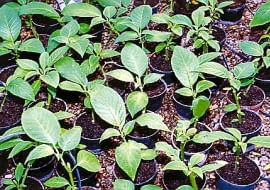 Odmiany wielolenich datur łatwo rozmnaża się z sadzonek