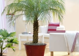 Phoenix roebelenii ( Zwergdattelpalme ) im roten Übertopf 61032327 SLOWA KLUCZOWE: 000 Grünpflanze Palme Portrait Topf Wohnzimmer Zimmerpflanze ganzjährig Frühling Sommer Herbst Winter hoch innen msgnp10