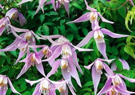 POWOJNIK ALPEJSKI ' RUBY ' CLEMATIS - ROSLINA , PNACZE , KWIATY FOT. LILIANNA SOKOLOWSKA PUBLIKACJA KWIETNIK NR 5 (197) - 5 2011