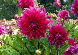 SLOWA KLUCZOWE: cebule cebulki cnb holandia karpa karpy kwiat kwiaty JOCONDO - Decoratief