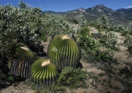 Kuliste kaktusy mogą osiągać ogromne rozmiary, jak ten półtorametrowy Echinocactus ingens w środkowym Meksyku.