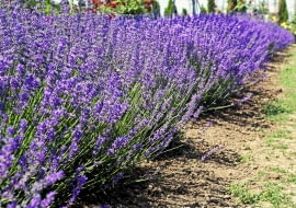 Okazy uzyskane z rozmnażania wegetatywnego (np. kopczykowania) mają wyrównany wzrost. Siewki mogą się trochę różnić.