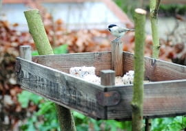 Dla ptaków roztapiam w rondlu kostkę czystego niesolonego smalcu, a w mikserze kruszę kilka suchych kromek pełnoziarnistego chleba. Mieszam to wszystko z ćwiartką kilograma rozdrobnionego łuskanego słonecznika. Masę tłuszczową dzielę na porcje, i odkładam, by stężały w lodówce. Potem stopniowo wynoszę je do karmnika.