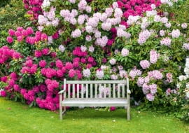 Zdrowe różaneczniki kwitną co roku w maju i czerwcu.