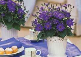 Starzec popielnik (Senecio cruentus)